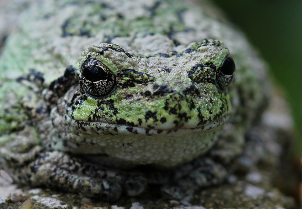 Gray Treefrog